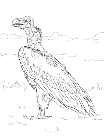 Lappet Faced Vulture Coloring Page